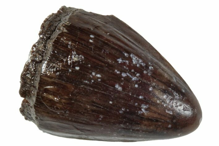 Cretaceous Fossil Alligatoroid (Brachychampsa) Tooth - Wyoming #265890